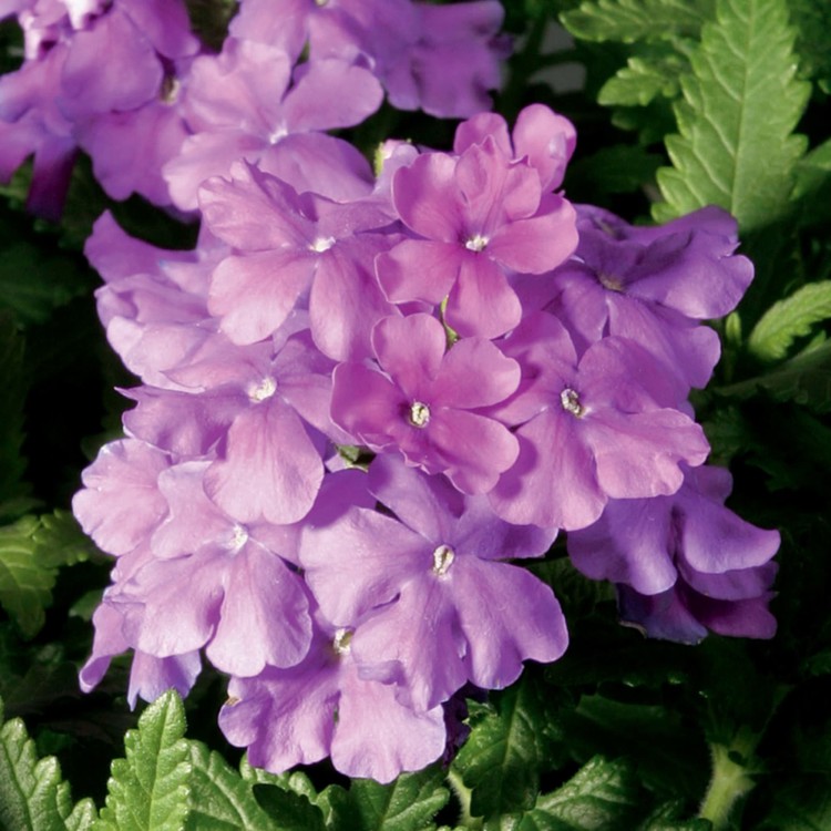 Verbena Obssesion "Lilac" - во саксија Ø10